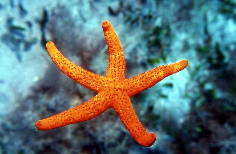 Creta's Happy Divers: Dive into Skistra: Exploring the Depths near Kolokitha