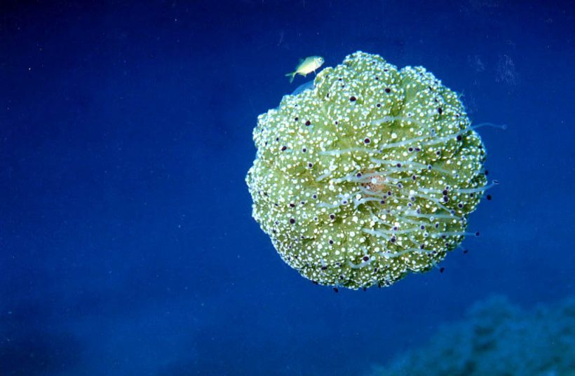 Creta's Happy Divers: Diving Adventures at Seagull Island, Kolokitha