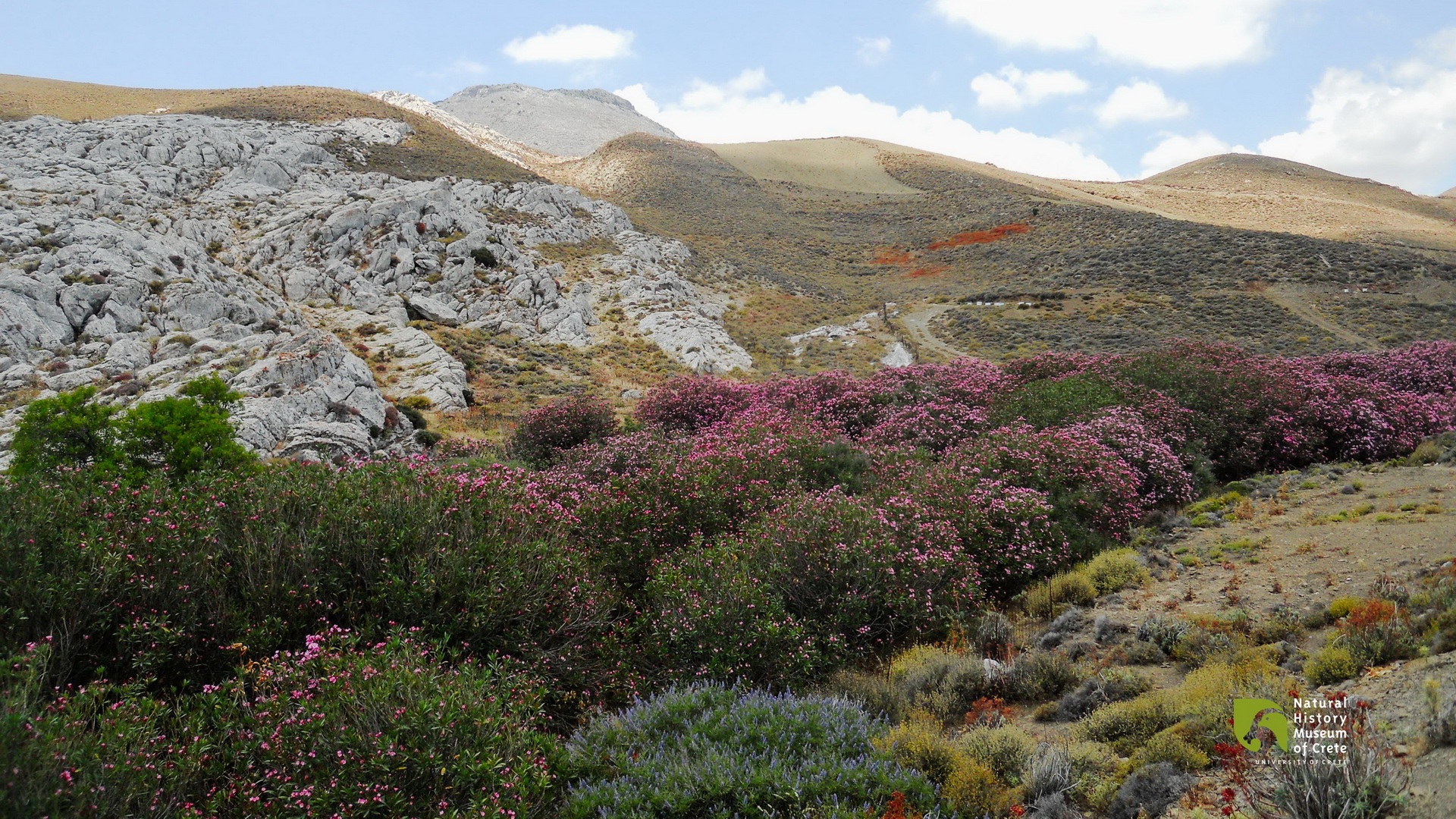 Abbas Gorge