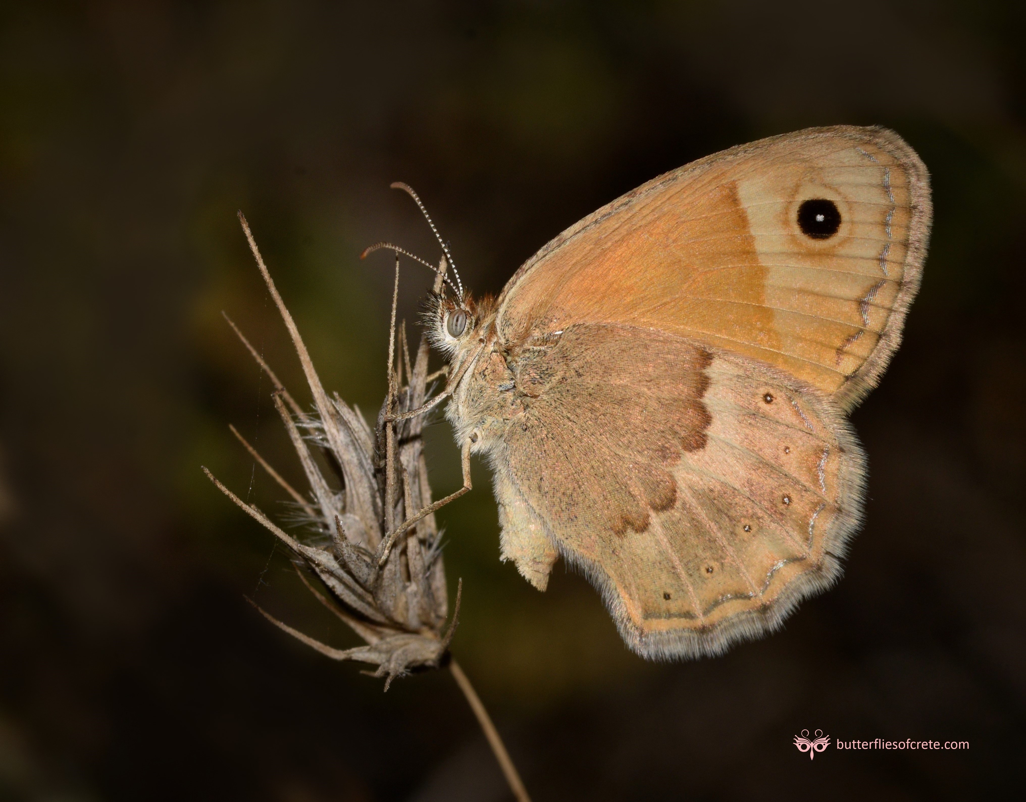 Butterflies and Moths of the island