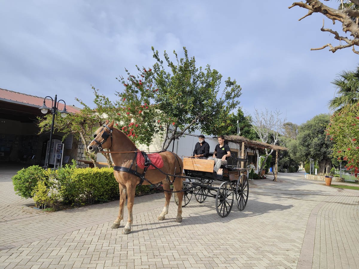 QUIZ: Which Amnisiades Park Experience Suits You Best?