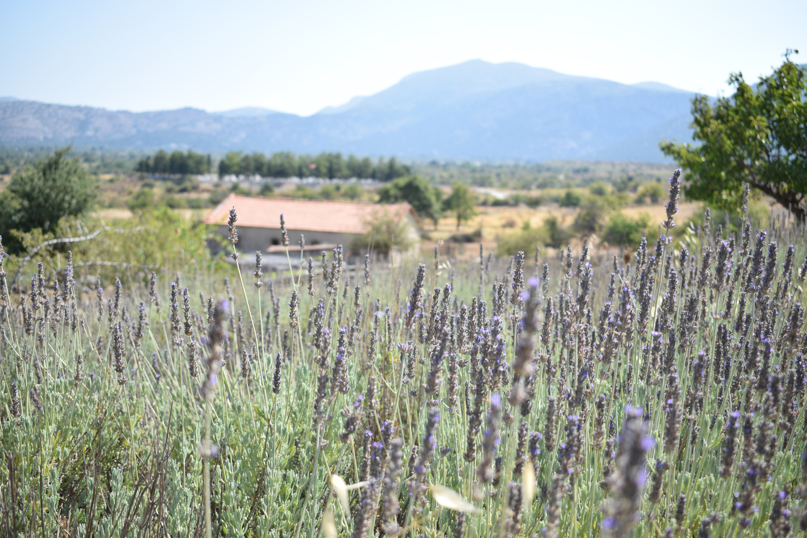 Lasinthos Eco Park: Σύλλεξε Αρωματικά Φυτά