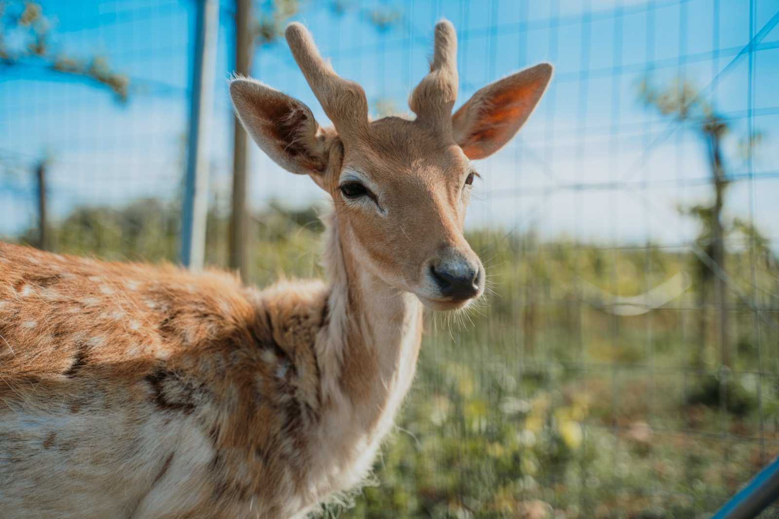 Cretan Animal Park