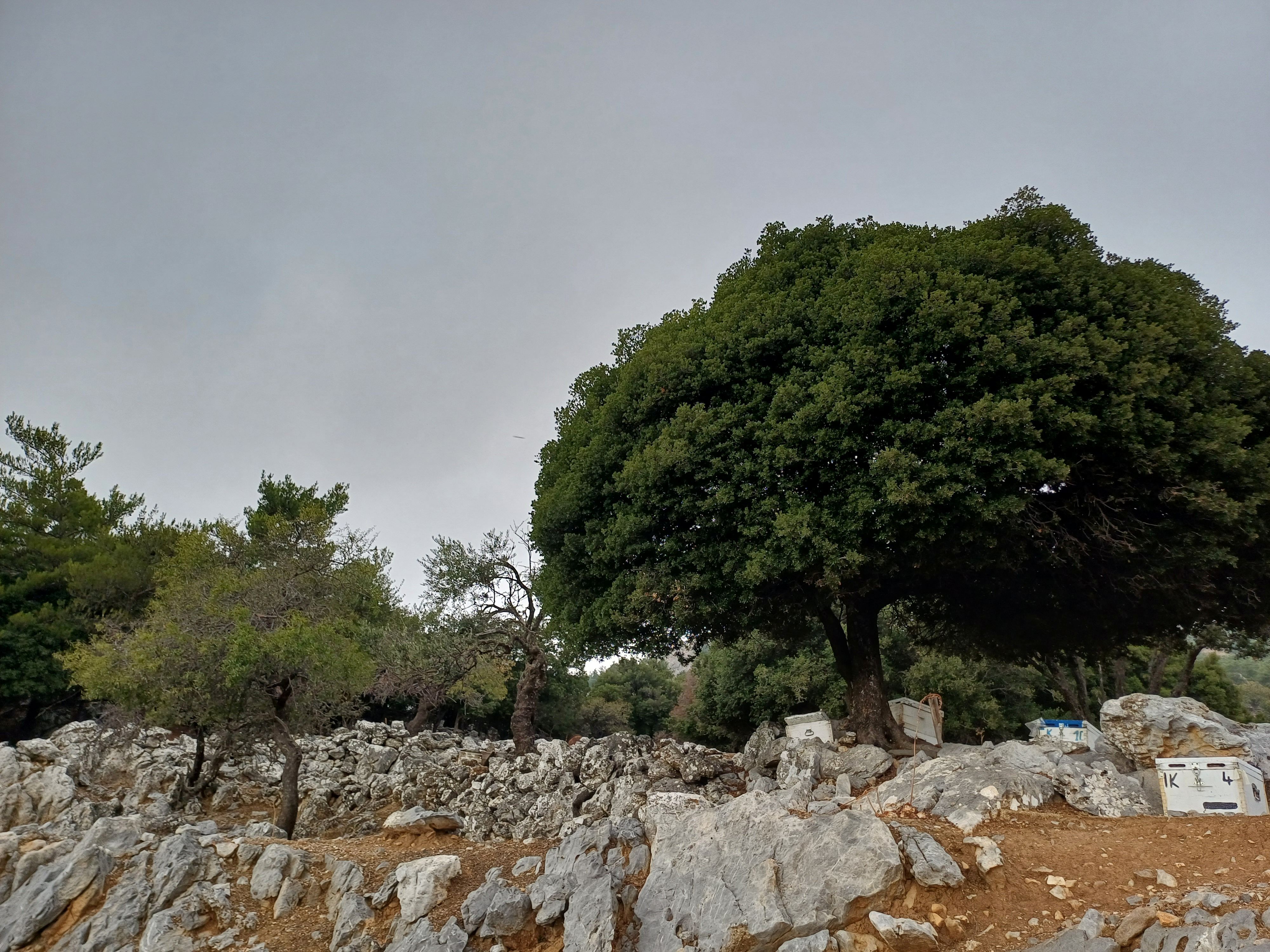 Δάσος Σύμης