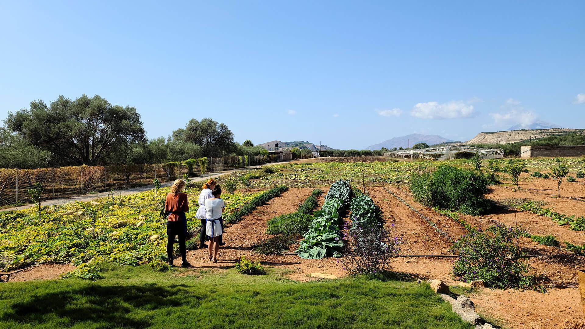 Cretan Vibes: Cooking Class and Food Tour: A Culinary Adventure in Moires!