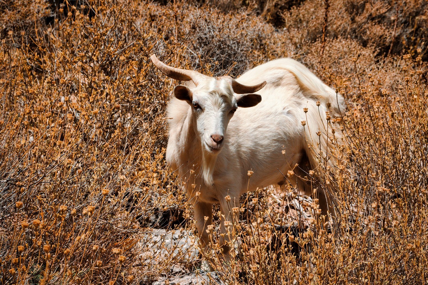 QUIZ: How Much Do You Know About Crete's Wildlife?