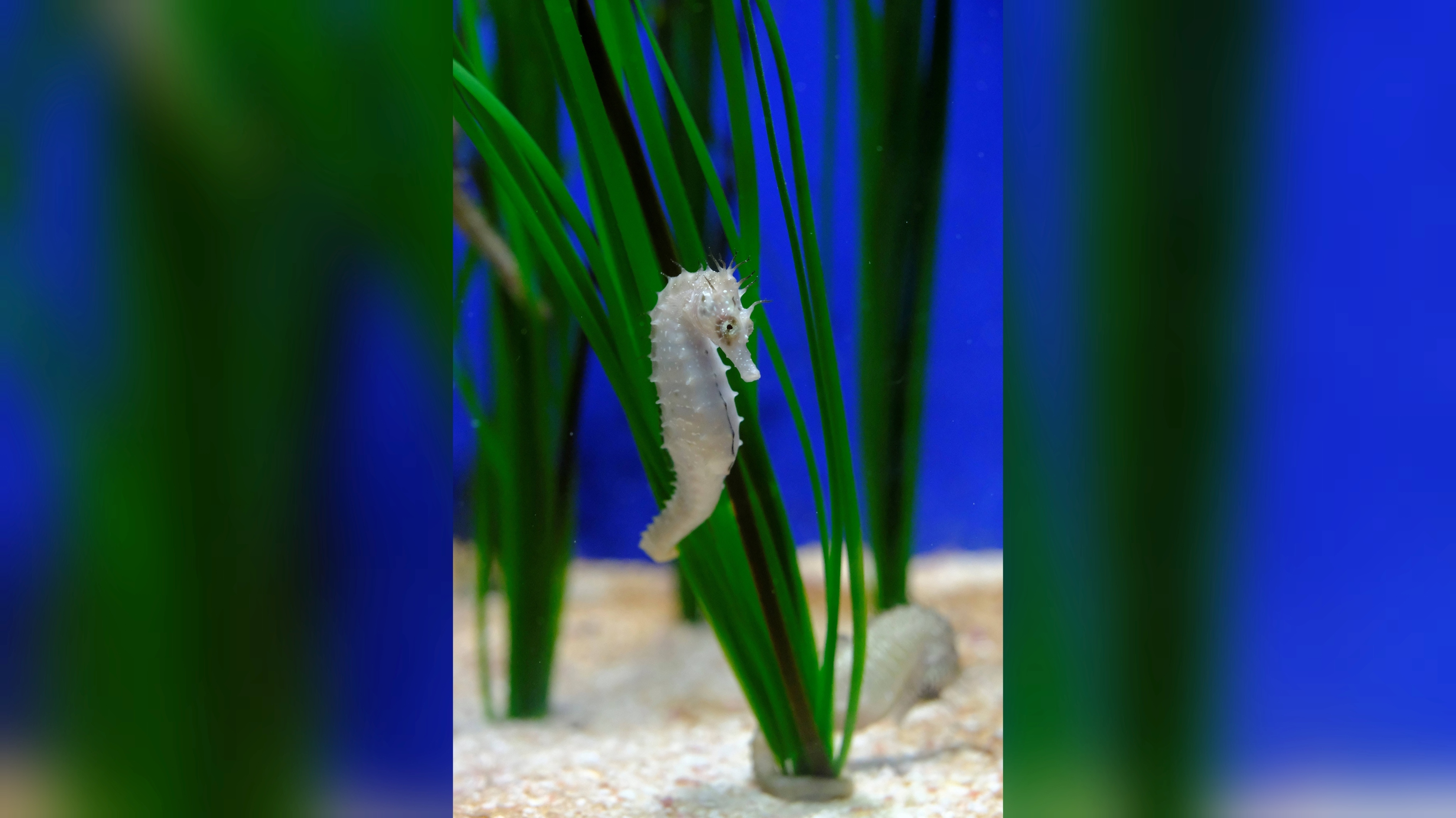Seahorse- - Hippocampus guttulatus