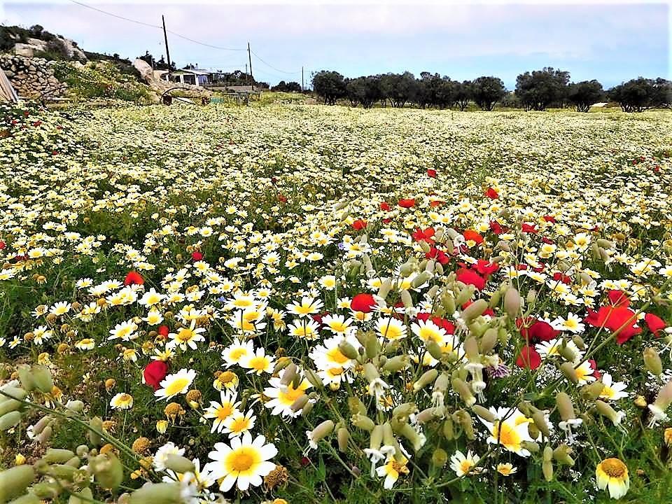 discover crete