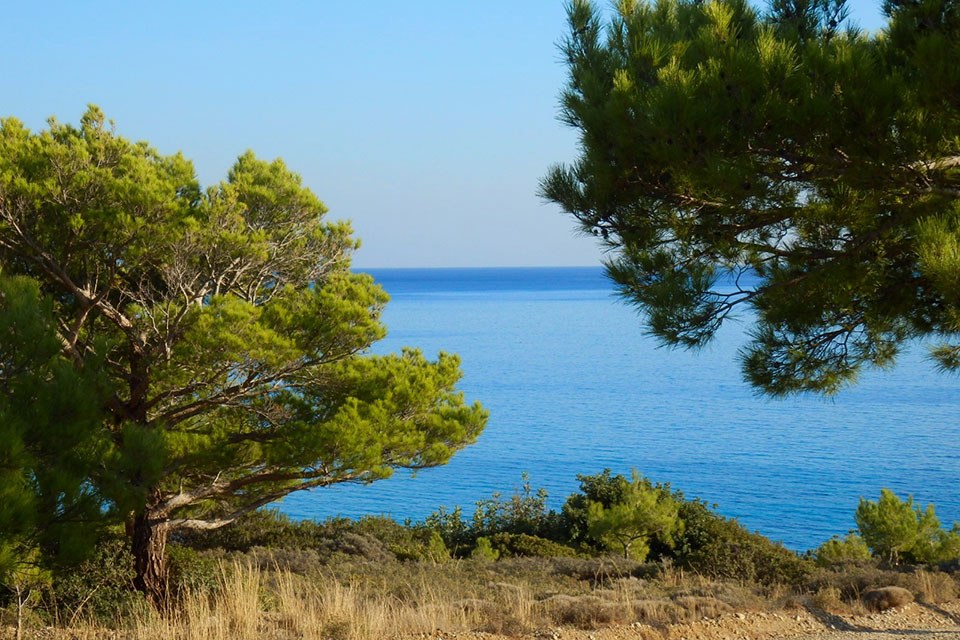 Koutsouras Grove