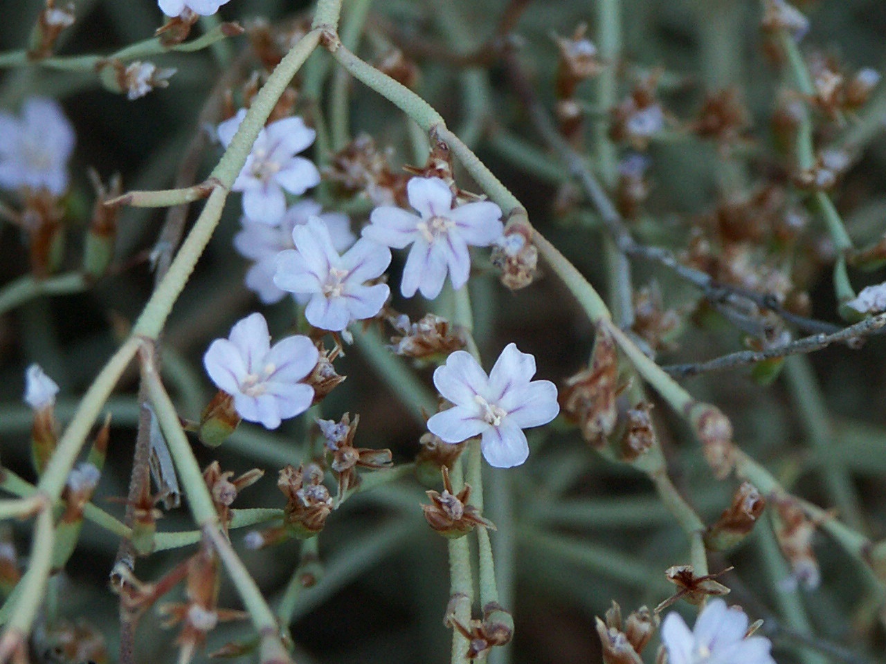 Limonium Sitiacum
