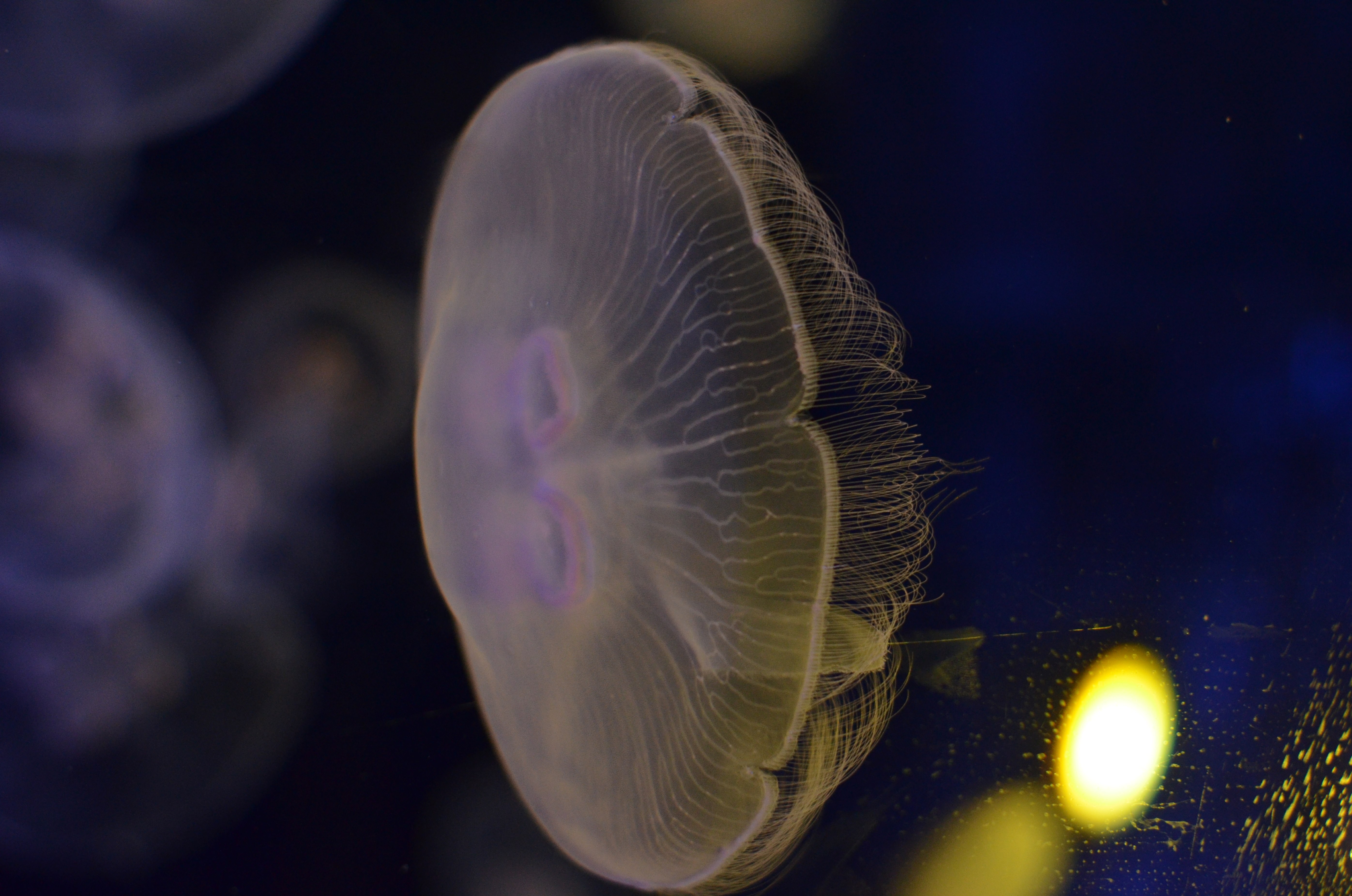 Discover the Seabed of Crete