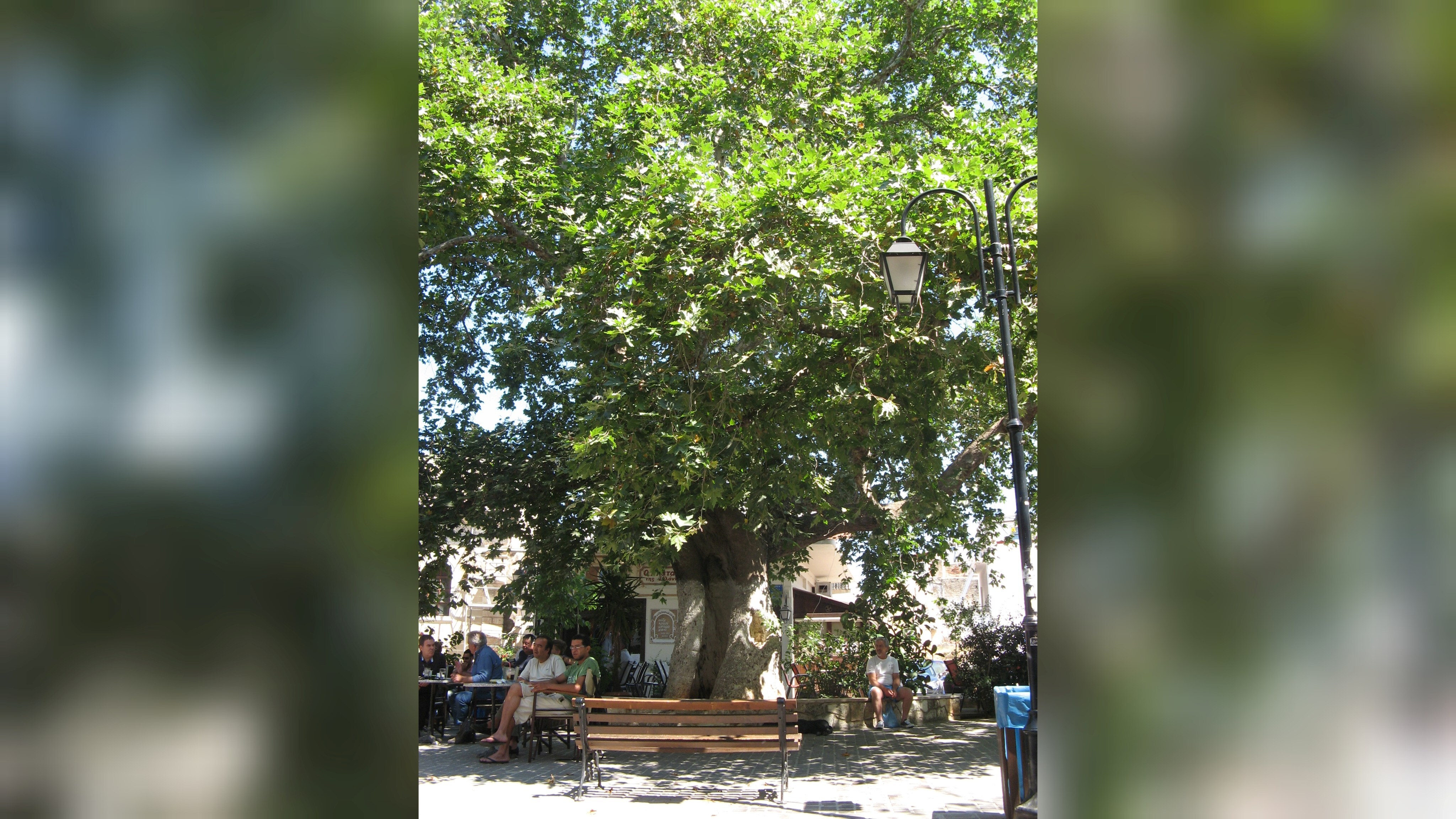 The Plane Tree of Splantzia