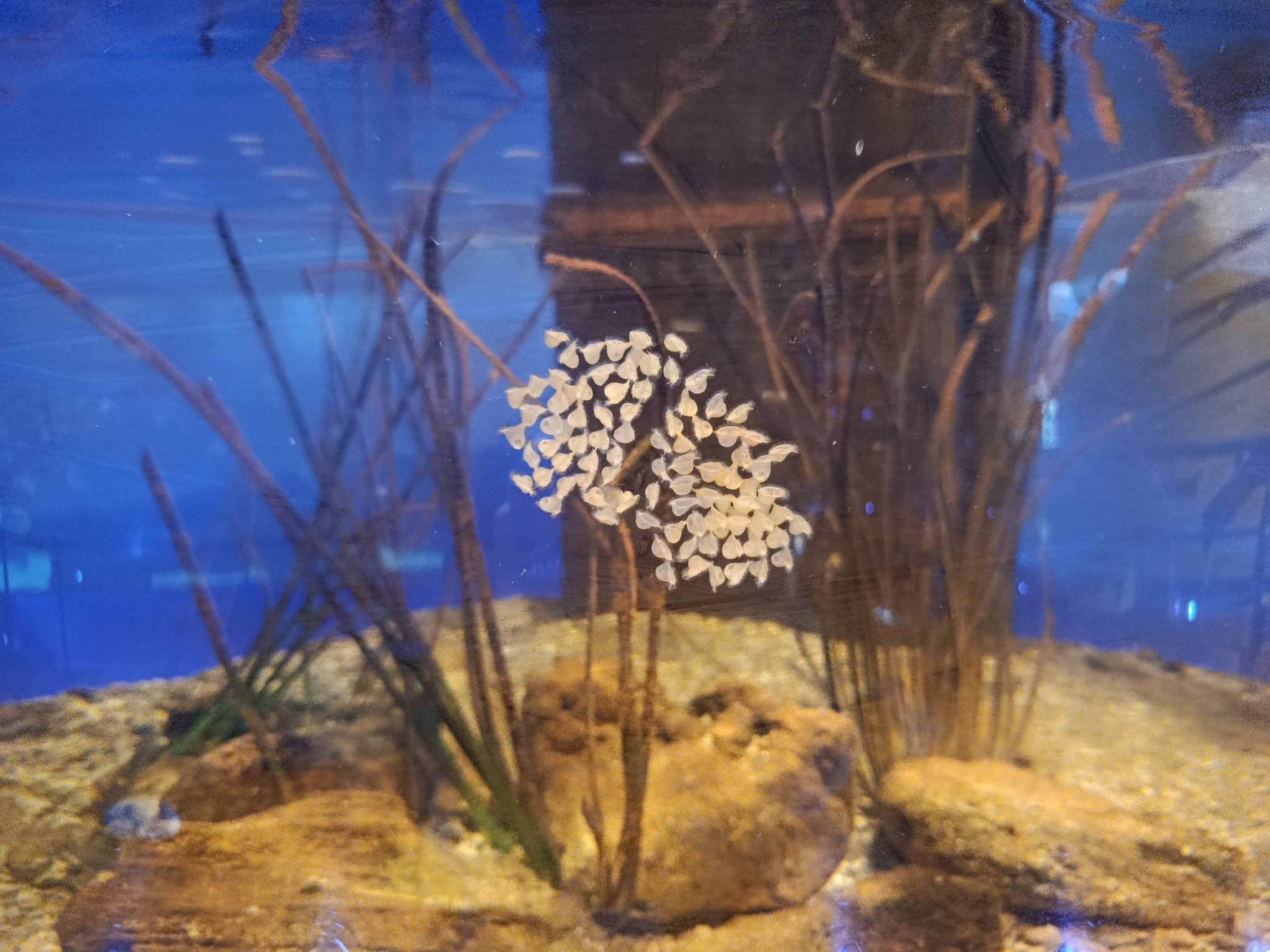 Discovering the Egg Capsules of Porphyra