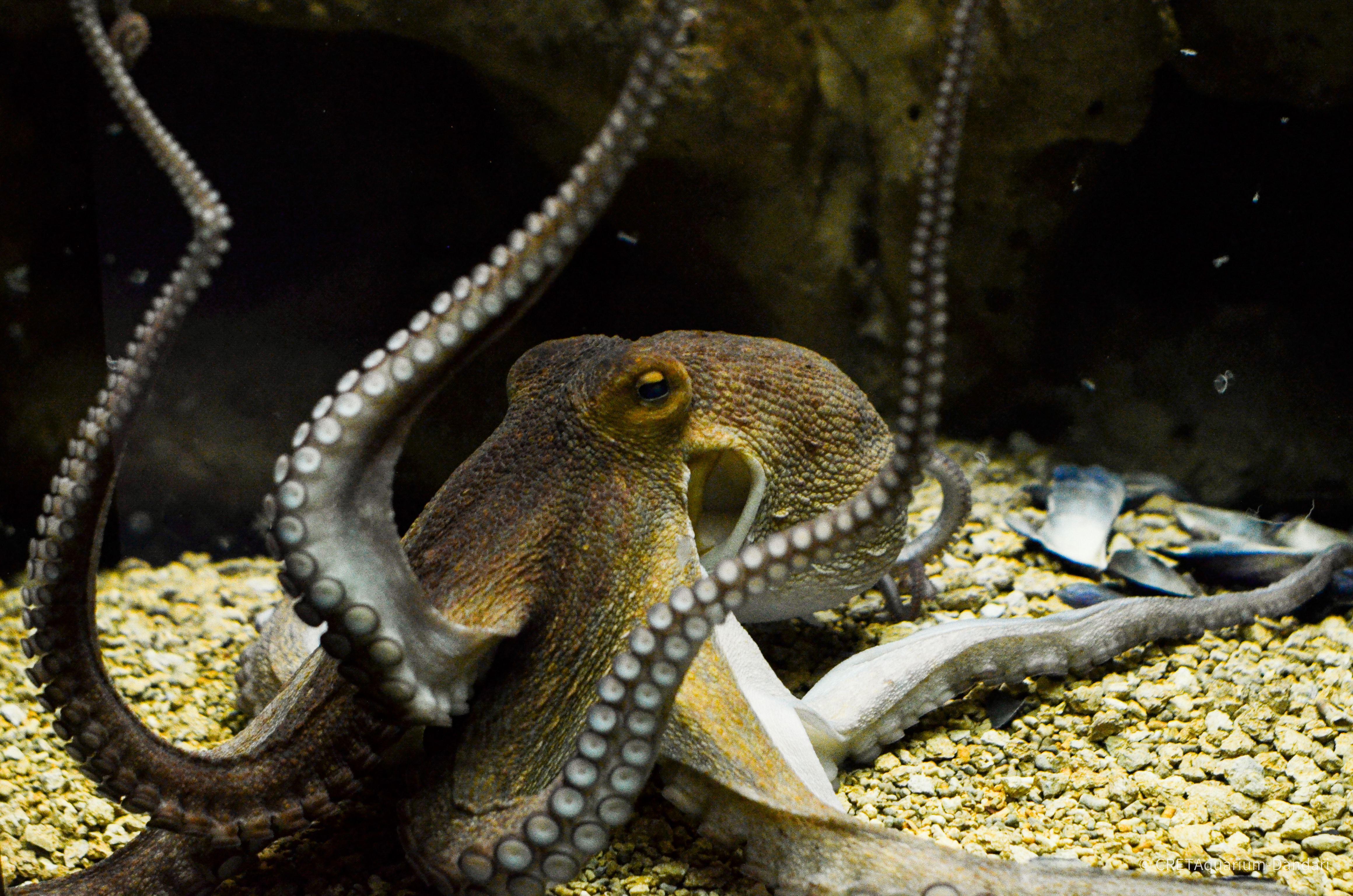 Octopus vulgaris